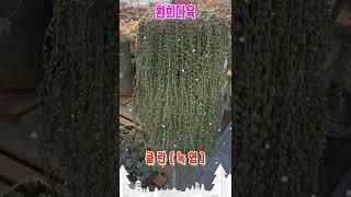 #환희다육 #녹영(콩란)#다육판매 #화분판매 #국민다육#매니아#shorts #succulents #多肉植物