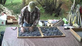 Blue Elderberry -  Collecting and Processing