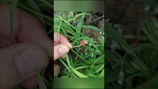 Мицена игловидная гриб Красная шапочка Mycena acicula #mushroom #шортс #nature #природа #лес #fungi