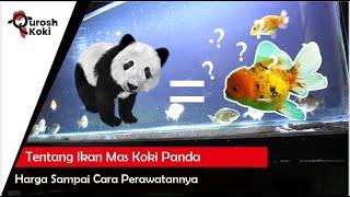 Tentang Ikan Mas Koki Panda | Dari Harga Sampai Perawatannya