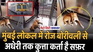 Mumbai Local Train News : Dog Travels From Borivali to Andheri in Mumbai Local Train Every Day