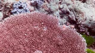 Free Video Clips And Footage - Coral, Reef, Ocean, Underwater