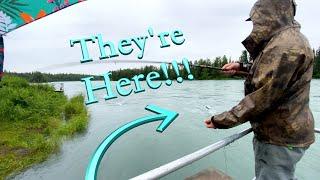 Kenai River Alaska Sockeye Salmon Fishing Report! Soldotna Rotary Park Update!