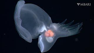 MBARI researchers discover remarkable new swimming sea slug in the deep sea