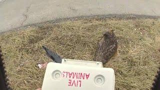 THP troopers help save injured owl in Sullivan County