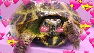 Why Tortoises Are the Greatest Reptiles Ever