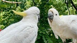 Wild Cockatoo Feeding | Is This Best Bird Chat? 