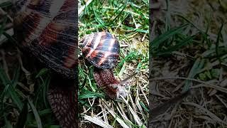 Super snail #animals #pets #shots #short  #mollusks #gastropoda #georgia  #grapesnail