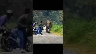 Daily Gist: Okada man run away because of the elephant