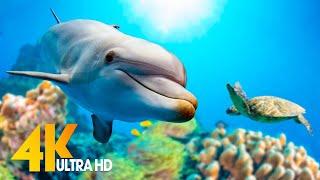 [NEW] 11H Stunning 4K Underwater Wonders - Relaxing Music | Coral Reefs, Fish & Colorful Sea Life