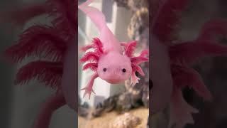 World most cutest axolotl #wildlife #facts