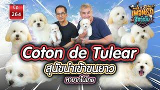 Coton De Tulear สุนัขนำเข้าขนยาว หายากในไทย I เพื่อนรักสัตว์เอ๊ย Ep.264