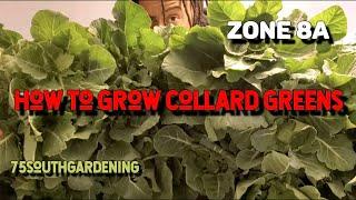 Growing Collards in Raised Beds & Containers the 75South way