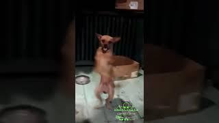 dancing dog