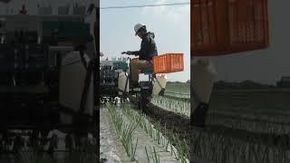 Kubota Riding Type Semi-Automatic Onion Transplanter 4 Rows KP-4T #shorts #agrimachinery