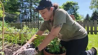 Planting Peppers and ALL The Things | Gardeing Vlog