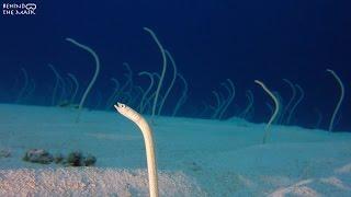 Garden Eel (Gorgasia sillneri)