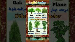 اسامی انواع درختان در زبان انگلیسی #زبان_انگلیسی #آموزش_زبان #درخت #tree #trees #shorts