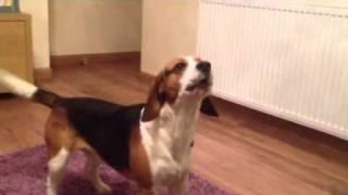 Beagle barking