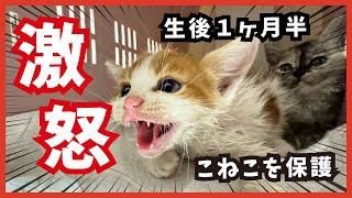 【アパート床下で子猫を保護】最初は大人しかったけど、やっぱり激怒な可愛い子猫・・。