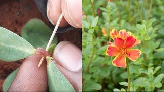 Portulaca plant with moss rose plant grafting _ grow multicolor flower