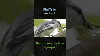 Pied Triller eats Praying Mantis