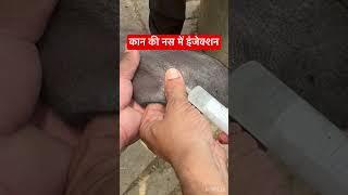 Intravenous injection l dr Umar Khan