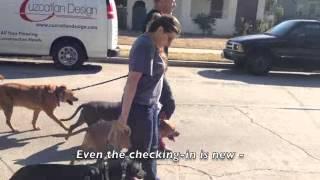 The Good Dog Minute 10/22/13:Giving hope to the owner of a severely leash reactive young dog