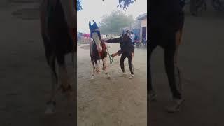 #Islamguruji#horse #dancevideo #viralvideo #automobile #pushkarhorsefair #horselover .8053525236