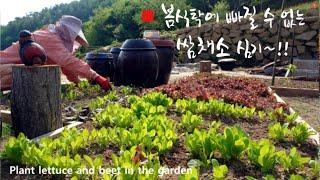 [Sub]  쌈채소 모종심기 / 상추 비트심기 / 텃밭가꾸기 / Planting lettuce beet seedlings