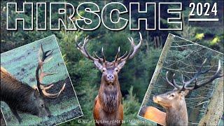 Hirsche 2024 - die besten Bilder und Szenen !