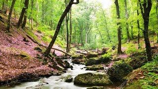 Un havre de paix chez vous ! Belle forêt, ruisseau et sons naturels, chants d'oiseaux. (F. Amathy)