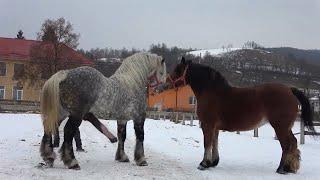 winter snow horse bad mood doesn't want to be approached by other horses