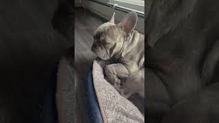 A Special Message From George G The Frenchie