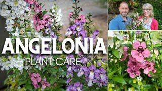  Angelonia Care  |  Friday Plant Chat 