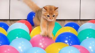 Can Cats Walk On Balloons? | Compilation