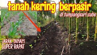 TANAM CABE DI TANAH BERPASIR!! BEGINI CARANYA