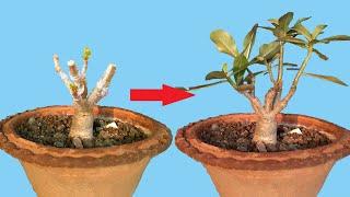 Adenium Grafting V and Flat Grafting in a Single Plant