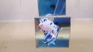 Betta Fish - Marble 大理石斑纹打架鱼