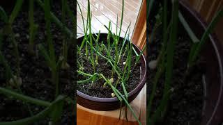 隔离在家种葱  plant green onions at home during lockdown