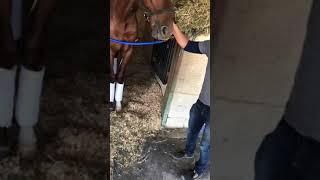 Visiting our brother Gunnevera the most beautiful horse in the worl