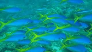 Reef sea underwater free stock video. Free