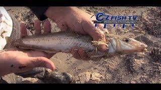 How to Catch Whiting off the Beach - Oz Fish TV