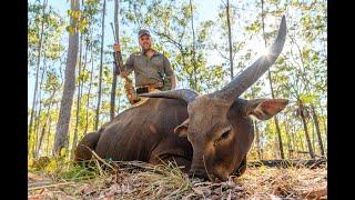 Hunting Banteng in Australia's Northern Territory