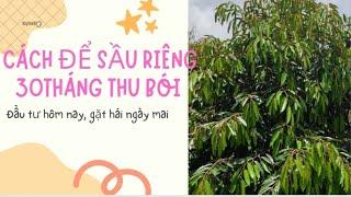 Tại sao sầu riêng không phát triển.#chamsocsaurieng #saurieng #nongdan #huucokhoang #kythuatchamsoc