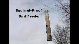 Squirrel-Proof Birder Feeder | Tips from a Nuisance Wild Animal Remover