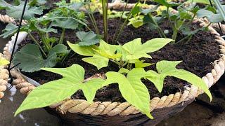 Ipomoea batatas “Potato Vine”