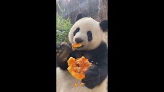 最新! 熊猫界第一吃播小馨太漂亮可爱了! 好想给她穿个围兜New! Close-Up: Panda Food Blogger Xiao Xin, Too Cute! #Shorts