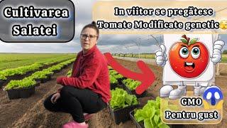 Plantăm Salata Touareg și Atenție la Evoluția Tomatelor modificate genetic