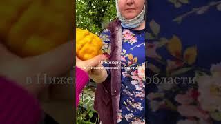 Лимонарий в Павловском районе,  Нижегородская область, г.Павлово, улица Есенина,11 